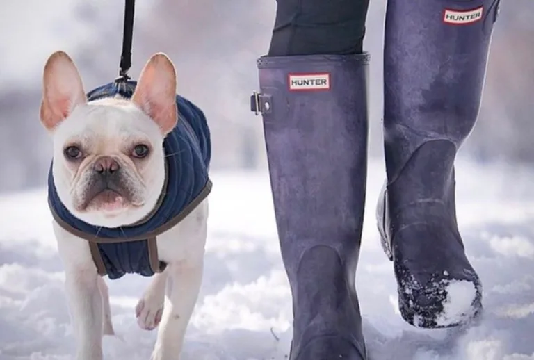 How Rain, Shine, Or Snow Doesn’t Have to Stop Your Dog’s Joy