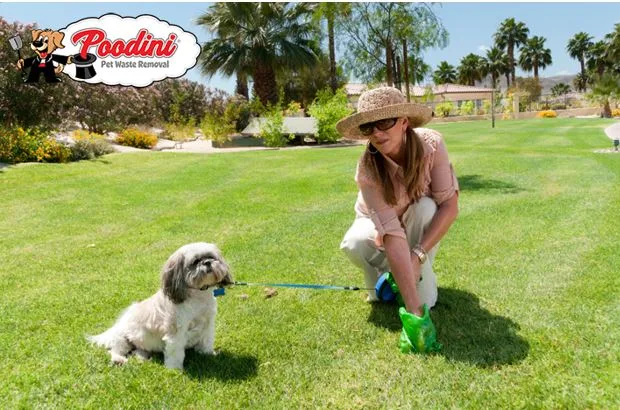 Less Mess, More Fetch: A Dog Owner’s Secret to Happy Yards