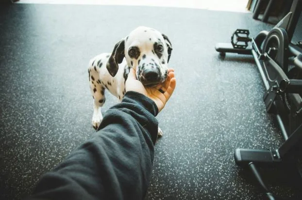 Building Client Loyalty Programs That Actually Work for Veterinary Practices