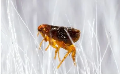 How Can You Achieve Safe and Effective Flea Control?