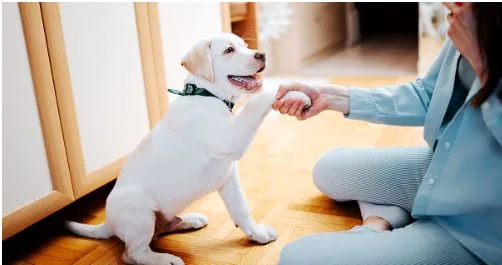 How to Teach Your French Bulldog Puppy to Shake Hands in Just 5 Minutes a Day