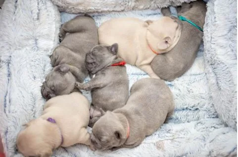Understanding the Basics of French Bulldog Stud Service