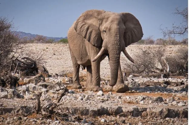 Best Nairobi Safari Tour Packages for Wildlife Lovers