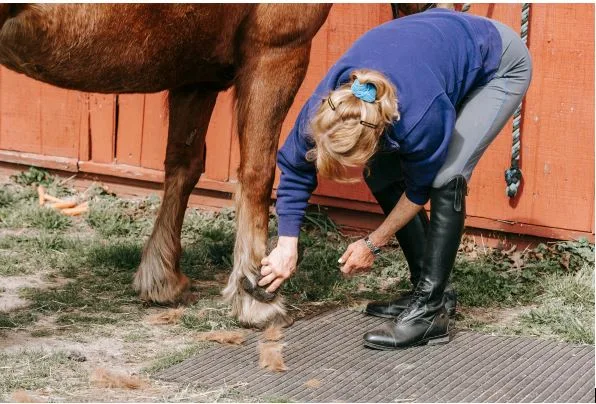 Why Is Regular Hoof Monitoring Important for Horses?