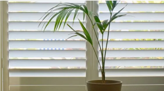 Enhancing Homes with Stylish and Practical Plantation Shutters