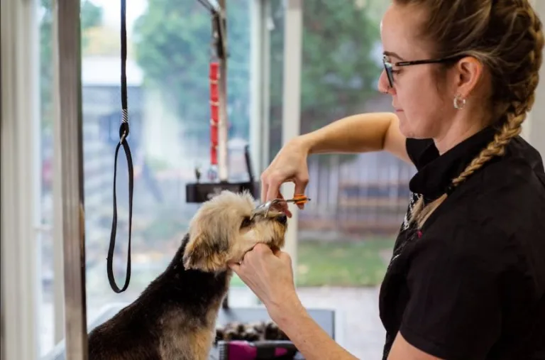 How to Find the Right Groomer for Your Pet