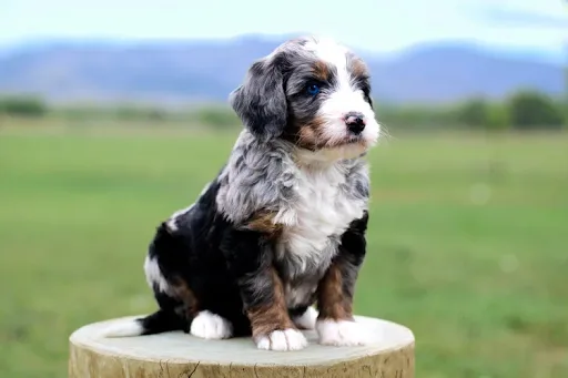 Bernese Poodle Puppies: The Perfect Blend of Intelligence and Affection