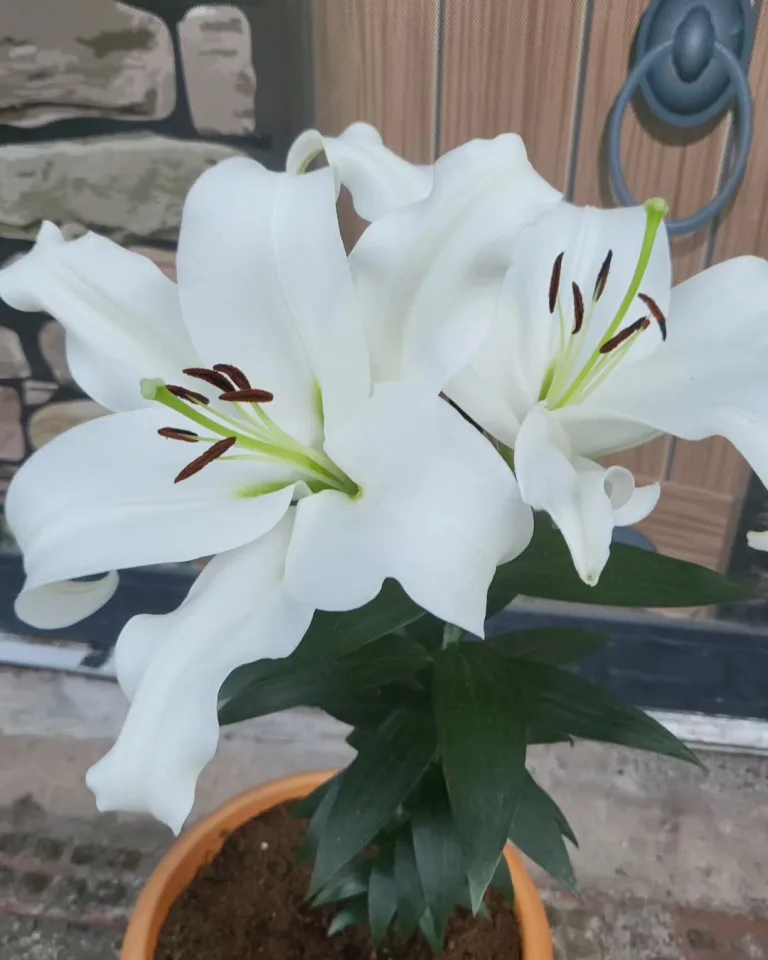 HydroLand Launches UK‑Wide Wholesale Hydroponics Supply From Manchester Hub