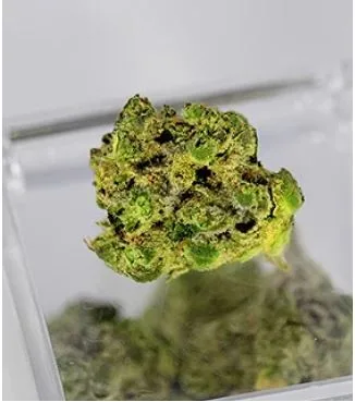 A New Era of Wellness: Exploring the Modern Dispensary in Bangor, Maine