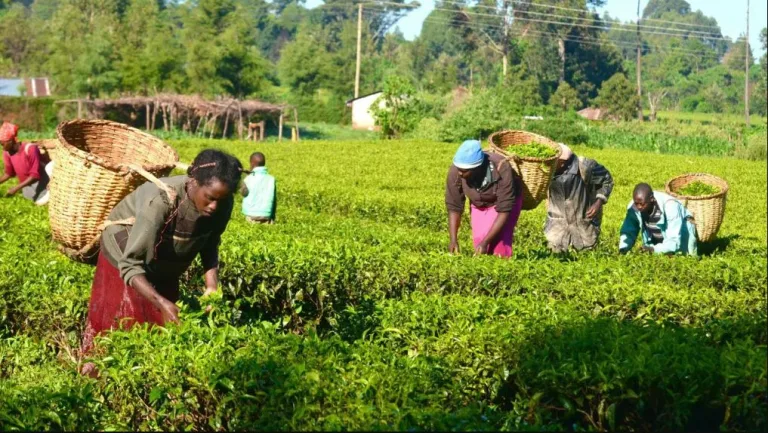 In Nigeria’s Rural Heartlands, a New Model Emerges to Tackle a Worsening Food Crisis
