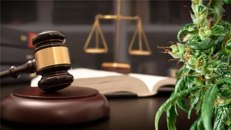 The Impact of Cannabis Legalization on Public Health