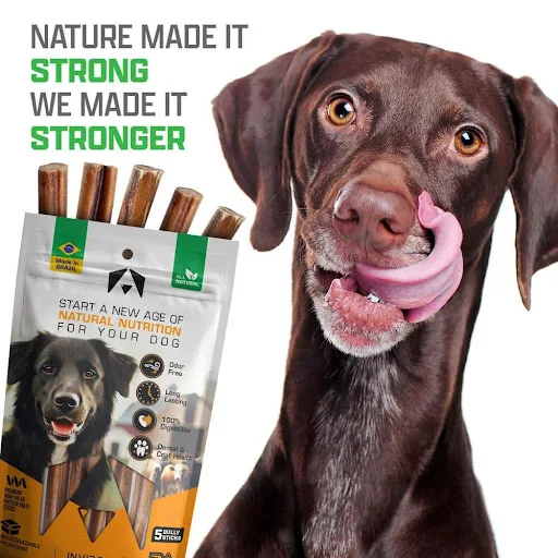 INVIROX Reveals: This Is How Dog Owners Kill Dog Training Sessions