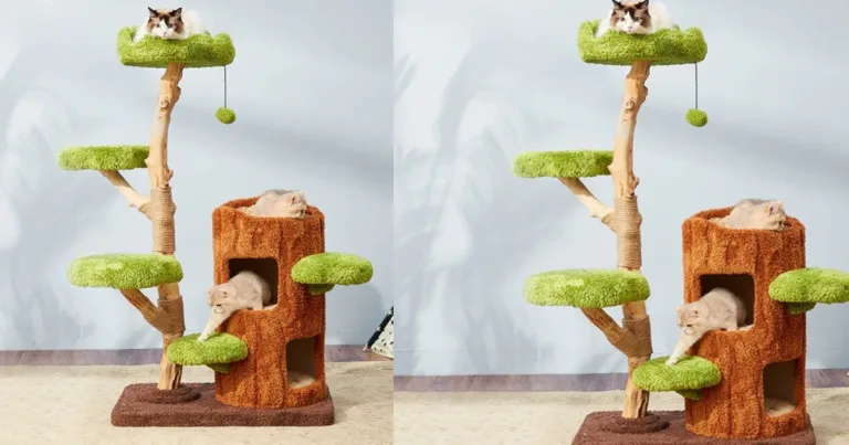 Creating a Healthy and Stimulating Indoor Life for Cats