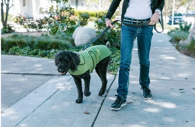 Simple Steps to Stress-Free Dog Walks (Even If Your Pup Loves to Pull)
