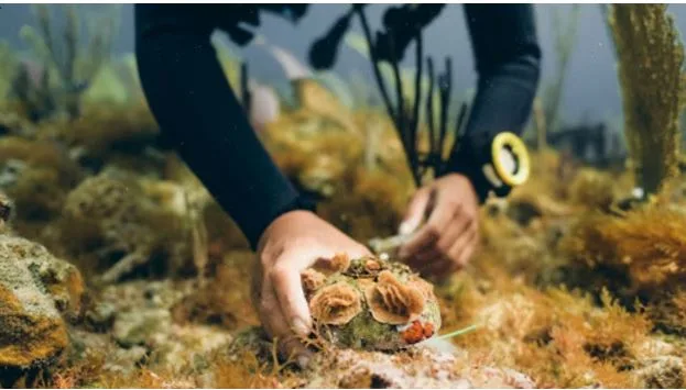 Coral Vita’s Adopt a Coral Program Named Top Eco-Friendly Gift of 2025