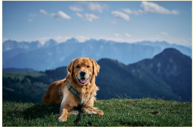 How GPS Trackers for Dogs Can Assist When Traveling or Camping
