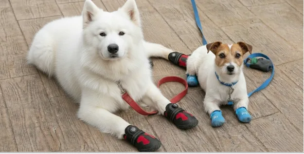 The Ultimate Guide to Dog Shoes: Protect Your Dog’s Paws in Every Season