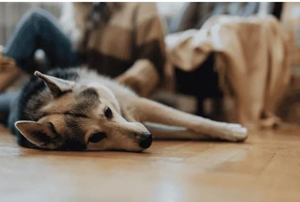 Best Dog Supplements Brands for Digestive Health and Recovery