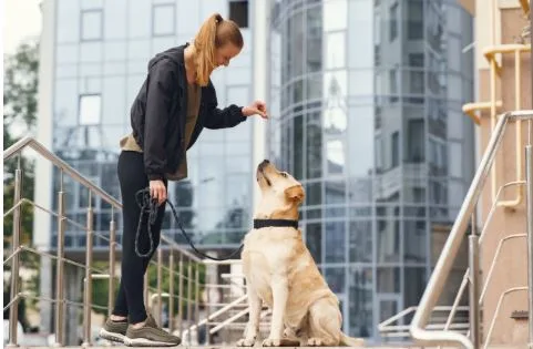 What You Can Expect When Contacting A Dog Attack Attorney