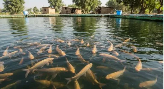 Rivers, Lakes, and Hidden Flavor: The Untold Story of Pakistan’s Freshwater Fish Culture