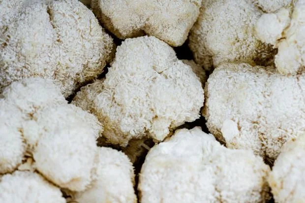 Maximizing Brain Health with Effective Use of Lion’s Mane Mushroom