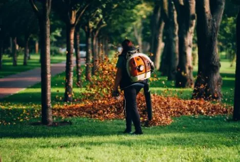 Essential Tips for Tree Trimming Port Orange Homeowners