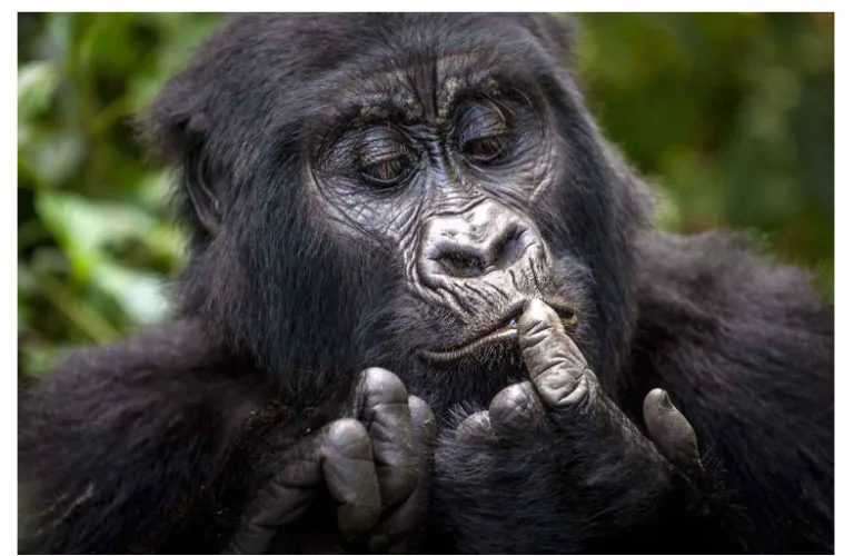 Gorilla Trekking and Kenya Tanzania wildlife safari