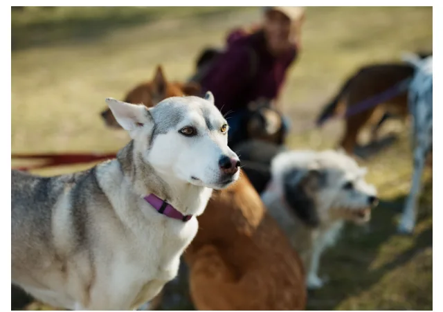 How to Pick the Perfect Dog Breed for First-Time Owners