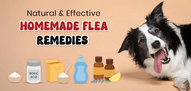 Natural & Effective Homemade Flea Remedies