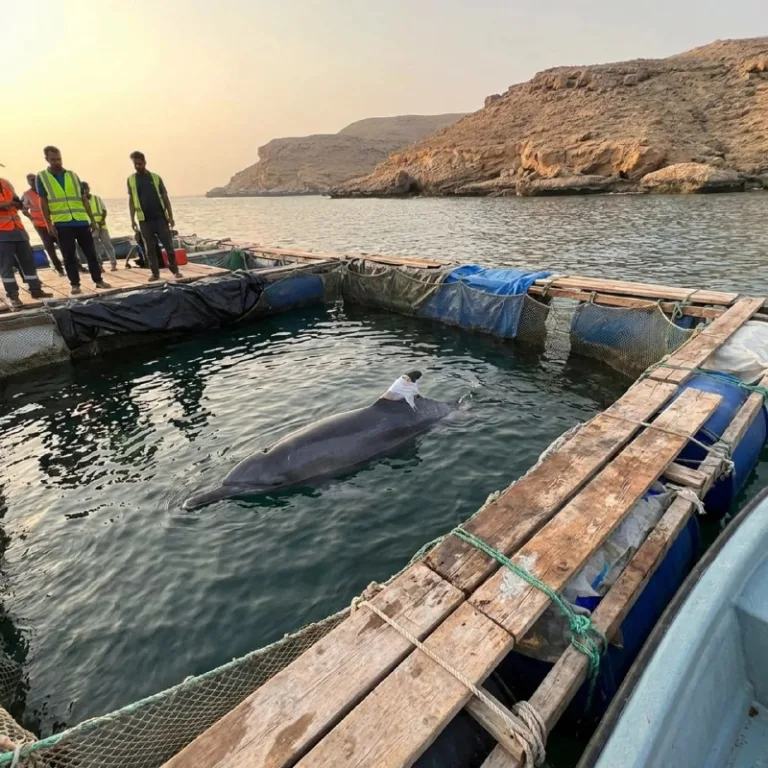 Rescued in the Strait: Rami the Dolphin’s Fight to Survive