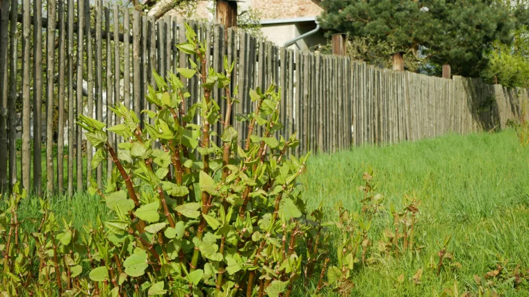 Isle of Wight Japanese Knotweed: What Property Owners Need to Know
