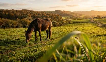 Extended Insect Seasons Threaten Horses and Farm Animals: What Owners Can Do