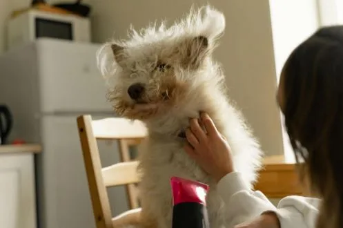 Quality Car𝑒 Abroad