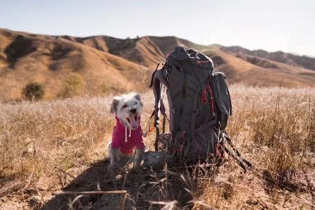 Essential Gear Every Dog Needs for Outdoor Adventures