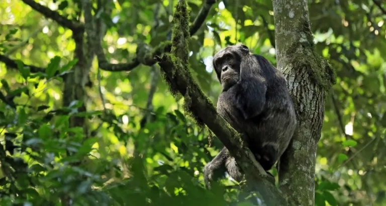 Rwanda Gorilla Trekking Cost 2026: