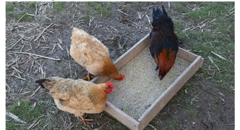 Raising Backyard Chickens: Tips for Proper Care and Maintenance