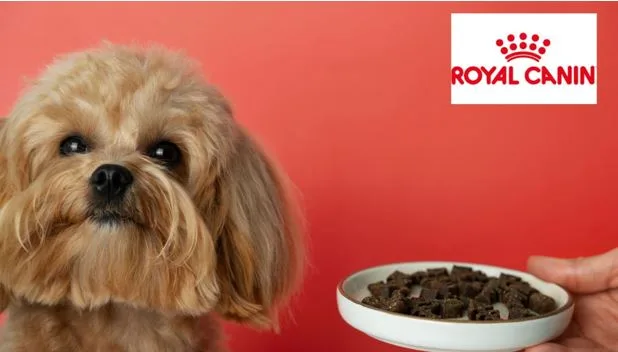 Royal Canin vs Other Dog Foods: Why It’s Trusted by Pet Owners Worldwide