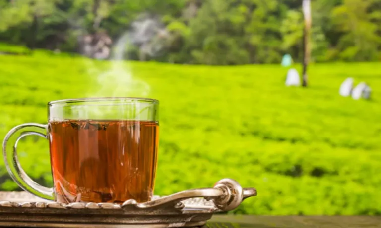6 Tips for Buying Premium Darjeeling Tea: A Connoisseur’s Guide
