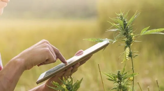 Medical Cannabis Pain Treatment and the Rise of Digital Care