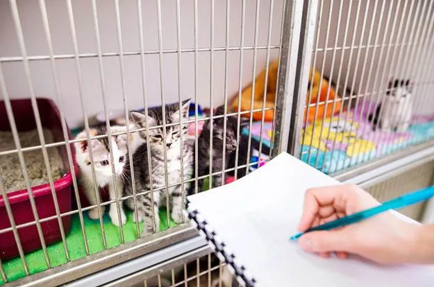 Carole Ann Spink Explains Animal Charities: Choosing Trusted Organizations and Making a Real Impact