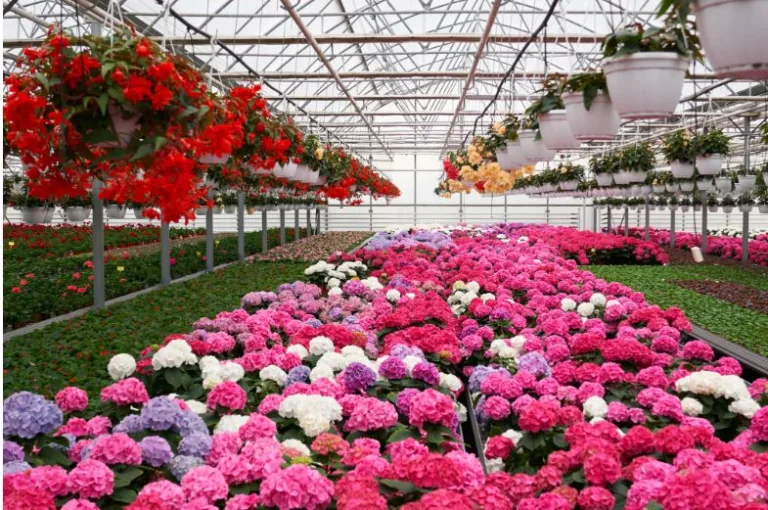 Burlington Garden Centre: Your One-Stop Destination for Beautiful Outdoor Living
