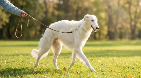 A Boise Dog’s Guide to Better Days With Zen Pet Care Services