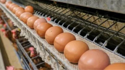 Simple Guide to Farm Poultry Equipment for Better Poultry Farming