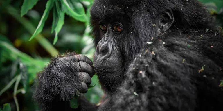 Hidden Wild Journeys of East Africa: Uganda Tour and Rwanda Gorilla Safaris Experience Guide