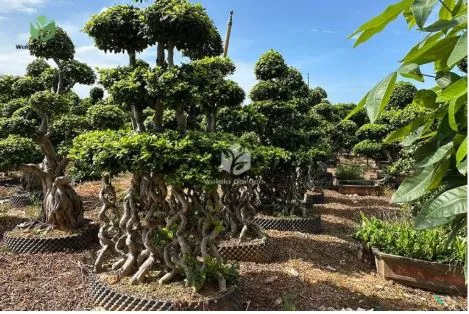 Banyan Aerial Roots: Nature’s Living Architecture