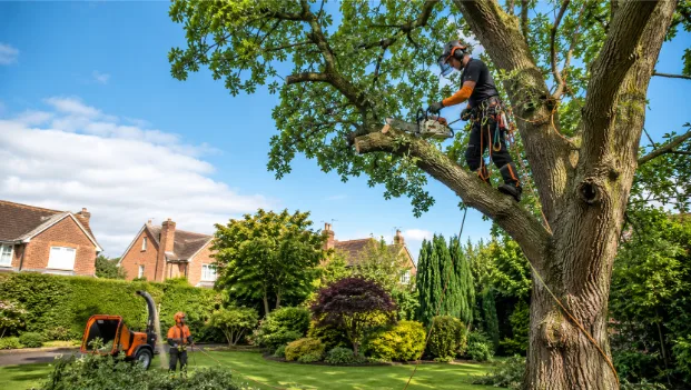 Why Hiring a Professional Tree Surgeon Stockport Is Essential for Healthy and Safe Trees