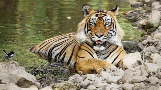 Golden Triangle Tour with Ranthambore: The Ultimate Wildlife and Heritage Journey