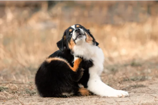 How to Get Rid of Fleas and Ticks on Dogs