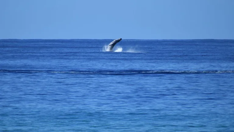 Adventures In Whale Watching: Exclusive Guide for See Humpback Whales Kauai Tour
