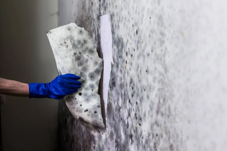 Mold Inspection and Mold Testing: What Homeowners Should Know